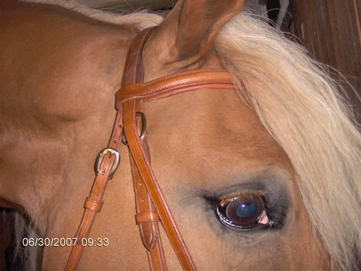 Haflinger Ulva       *RIP* - Nærbillede... billede 7