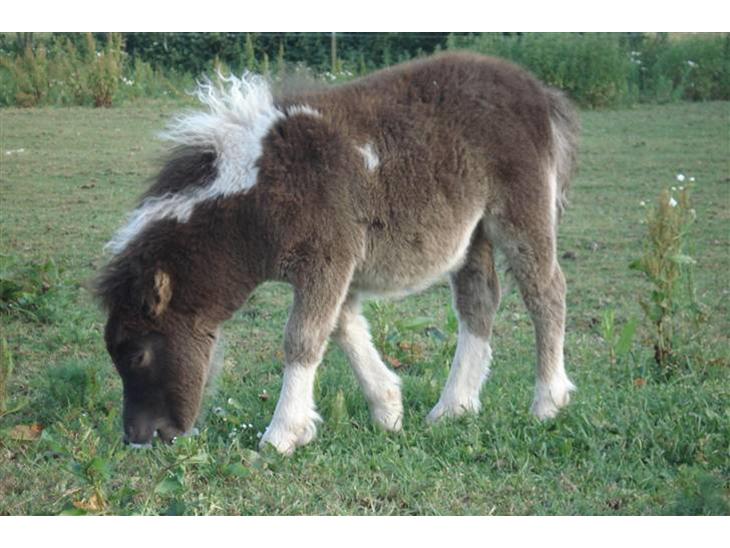 {{currentPhoto.altText}} billede {{currentPhoto.number}}