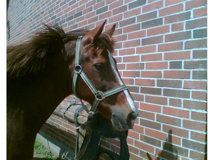 {{currentPhoto.altText}} billede {{currentPhoto.number}}