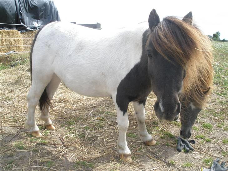 {{currentPhoto.altText}} billede {{currentPhoto.number}}