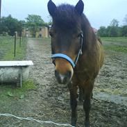 Anden særlig race Odin (gammel part)