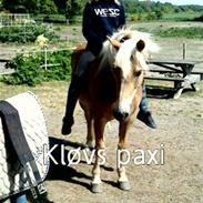 Haflinger Kløv's Paxi