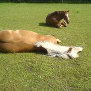 Haflinger Kløv's Paxi