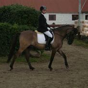 Anden særlig race Kazan