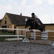 Welsh Mountain (sec A) Rosengårdens Bowie[Tidl.hest]