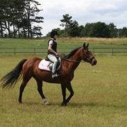 Dansk Varmblod Fru larsen<3