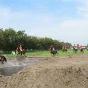 Dansk Varmblod Liberty