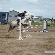 Hollandsk Sportspony Paco 