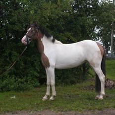 Anden særlig race Ebonys Surprise   (solgt/ R.I.P)