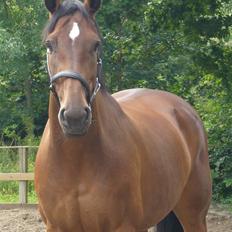 Holstener Ravella #Solgt#