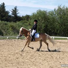 Haflinger CIRKELINE <3<3