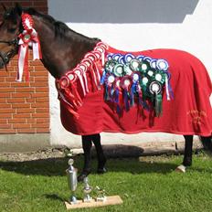 Welsh Pony (sec B) Bakkegaardens Prins-solgt