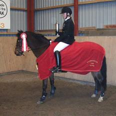 Welsh Pony (sec B) Bakkegaardens Prins-solgt