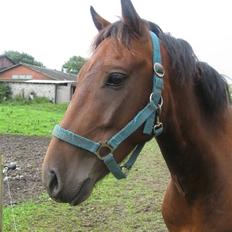 Welsh Pony (sec B) Bakkegaardens Prins-solgt