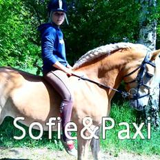 Haflinger Kløv's Paxi