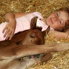 Arabisk fuldblod (OX) WML Al Mahrousse  