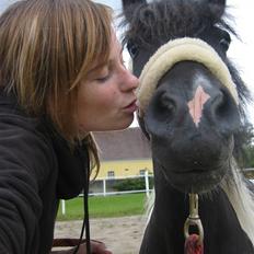 Shetlænder | Kærholms Joline 