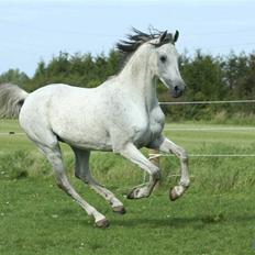 Arabisk fuldblod (OX) Dangerous ox2586