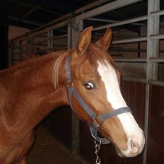 Anden særlig race Lusamo Venceremos solgt