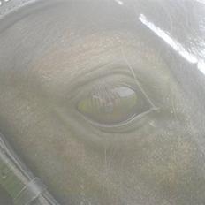 Anden særlig race Bobo SOLGT