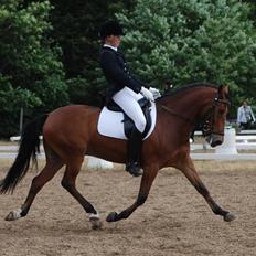 New Forest Egeballes J.R. B-pony