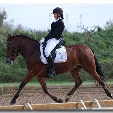 New Forest Egeballes J.R. B-pony