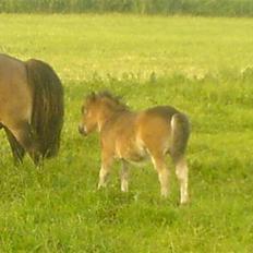 Shetlænder Maze*Død*