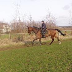 Dansk Varmblod Etik Z