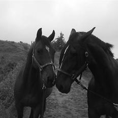 Dansk Varmblod Hannibald RIP