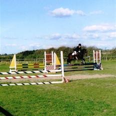 New Forest Bukholts Apollo