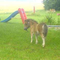 Shetlænder Maze*Død*