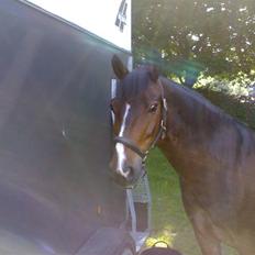 New Forest Palle (solgt)