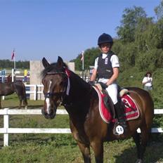 New Forest Palle (solgt)