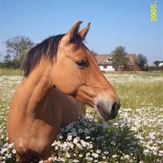 Anden særlig race Bambi