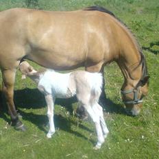 Anden særlig race Bambi