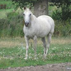 Anden særlig race Jasmin Sabah <3 Bobo