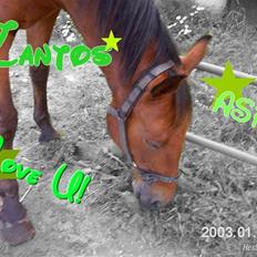 Anden særlig race Zantos *Gammel part*