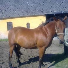 Anden særlig race Zantos *Gammel part*