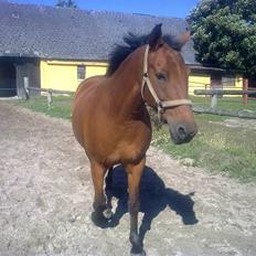 Anden særlig race Zantos *Gammel part*