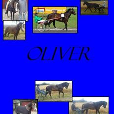 Anden særlig race Oliver *SOLGT*