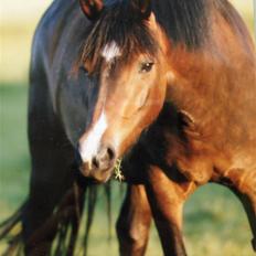 New Forest Birkilds Fortuna