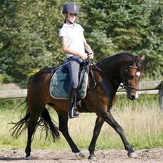 New Forest Birkilds Fortuna