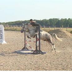 Hollandsk Sportspony Paco 