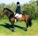 New Forest Bukholts Apollo