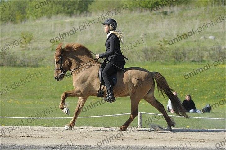 Islænder Landi fra Mols Bjerge - Landi og Caroline - galop 2011 billede 17