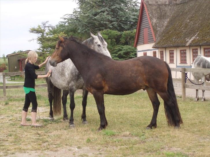 Connemara Bredemadgaards Astaldo billede 14