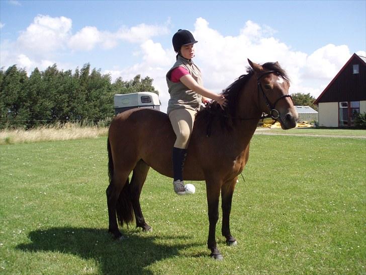 Connemara Bredemadgaards Astaldo billede 15