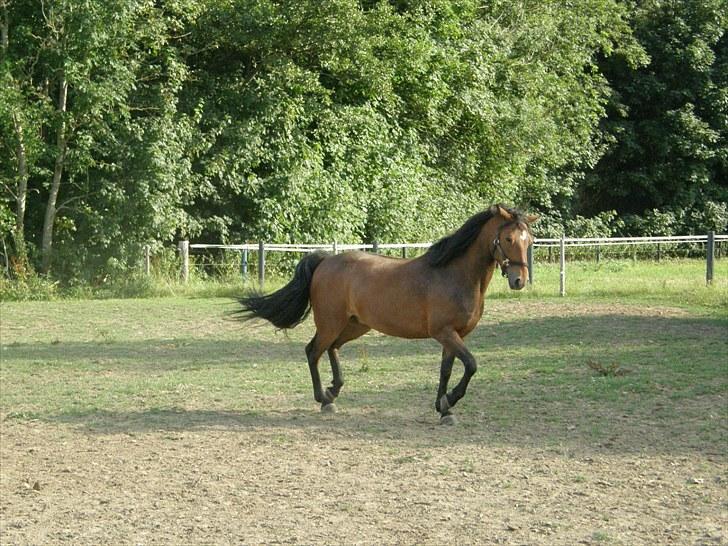 Connemara Bredemadgaards Astaldo billede 17