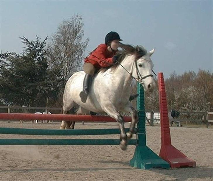 Connemara HYLDENS PRIMULA billede 39