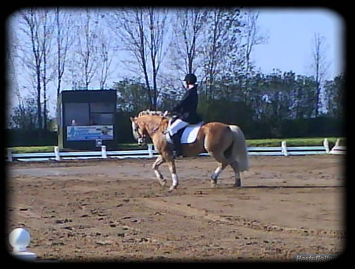 Haflinger Stoy "UDLÅNT - vores aller sidste stævne sammen skat <3 INGEN AF MINE BILLEDER MÅ BRUGES PÅ ANDRE SIDER ELLER KOPIERES ! billede 18